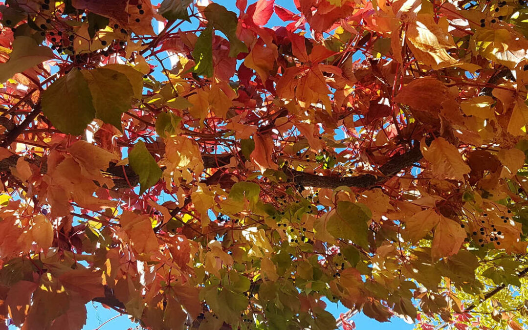 C&rsquo;est l&rsquo;automne !