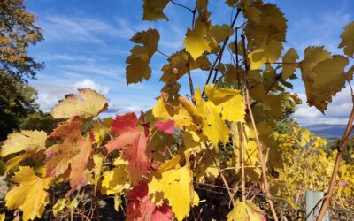 L&rsquo;automne est là !